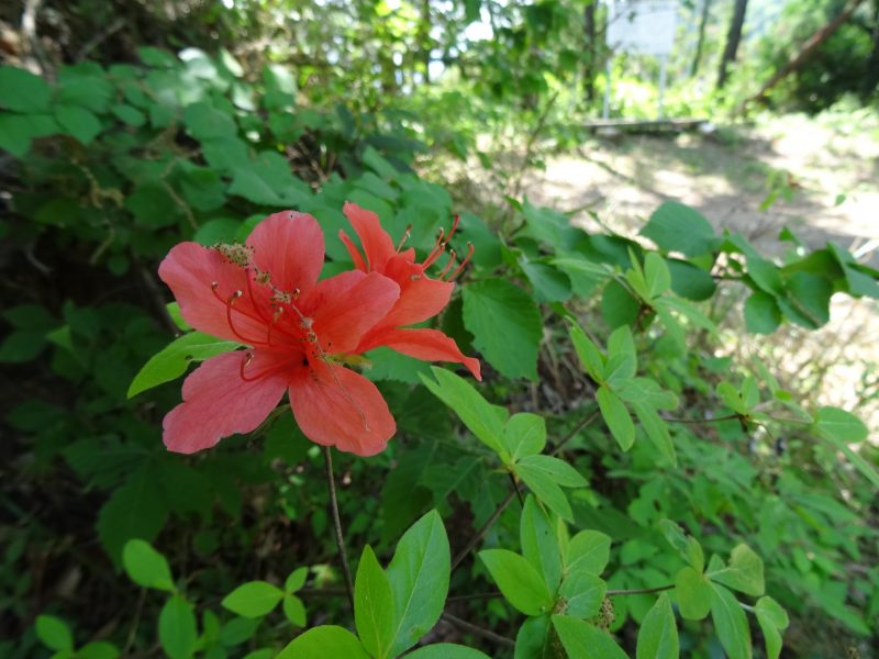 DSC02533