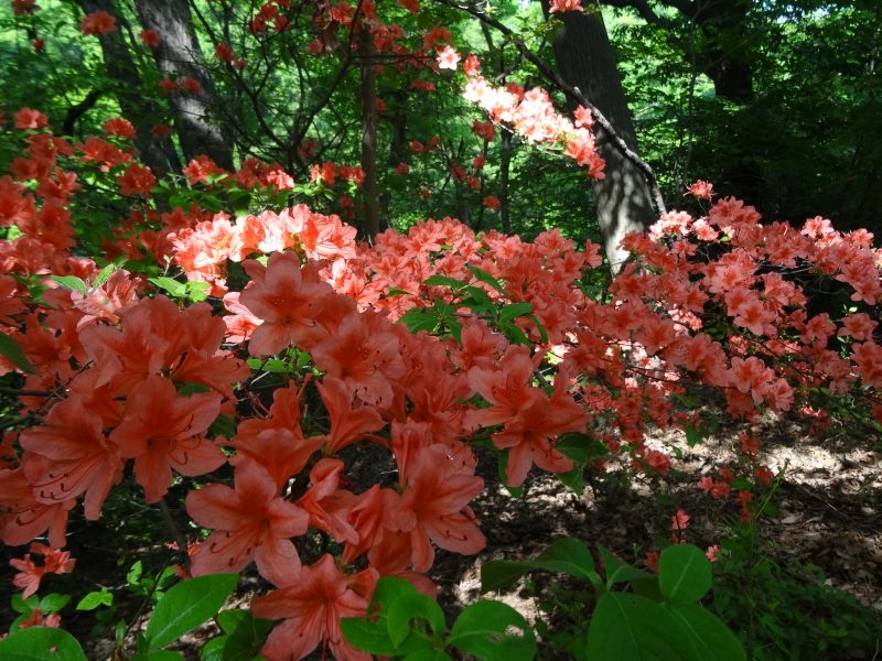 DSC02560