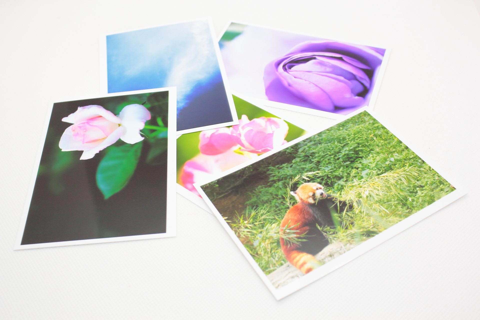 ブラザー写真画像